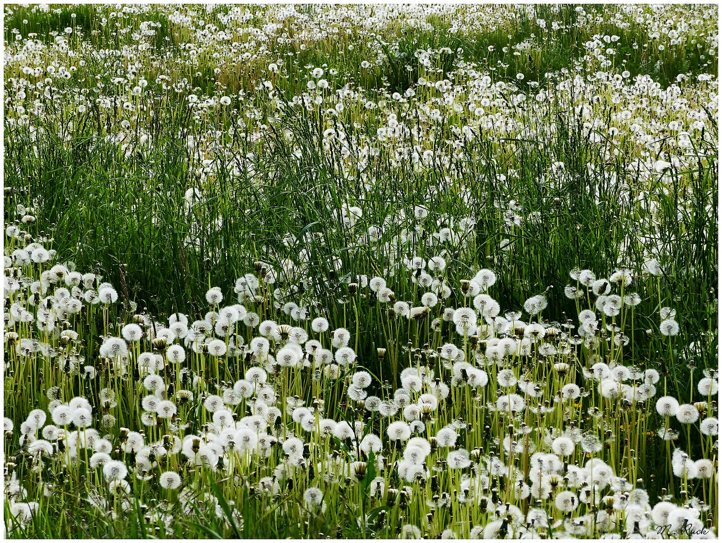 So viele Pusteblumen ,