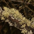 So viele schöne Evernia prunastri (hier mit Parmelia sulcata auf Schlehe) ...