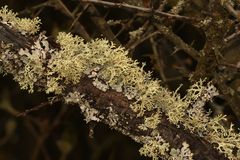 So viele schöne Evernia prunastri (hier mit Parmelia sulcata auf Schlehe) ...