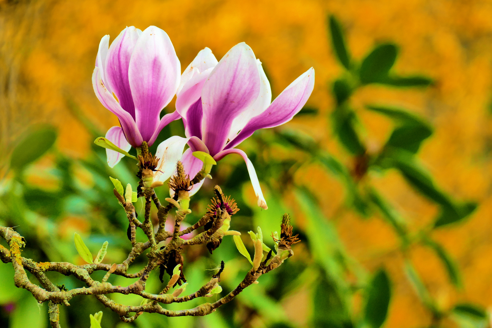 So viele schöne Magnolien zur Zeit....