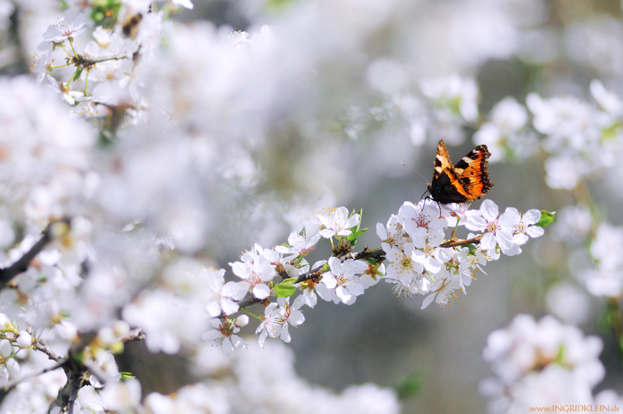 So viiiel Frühling :)