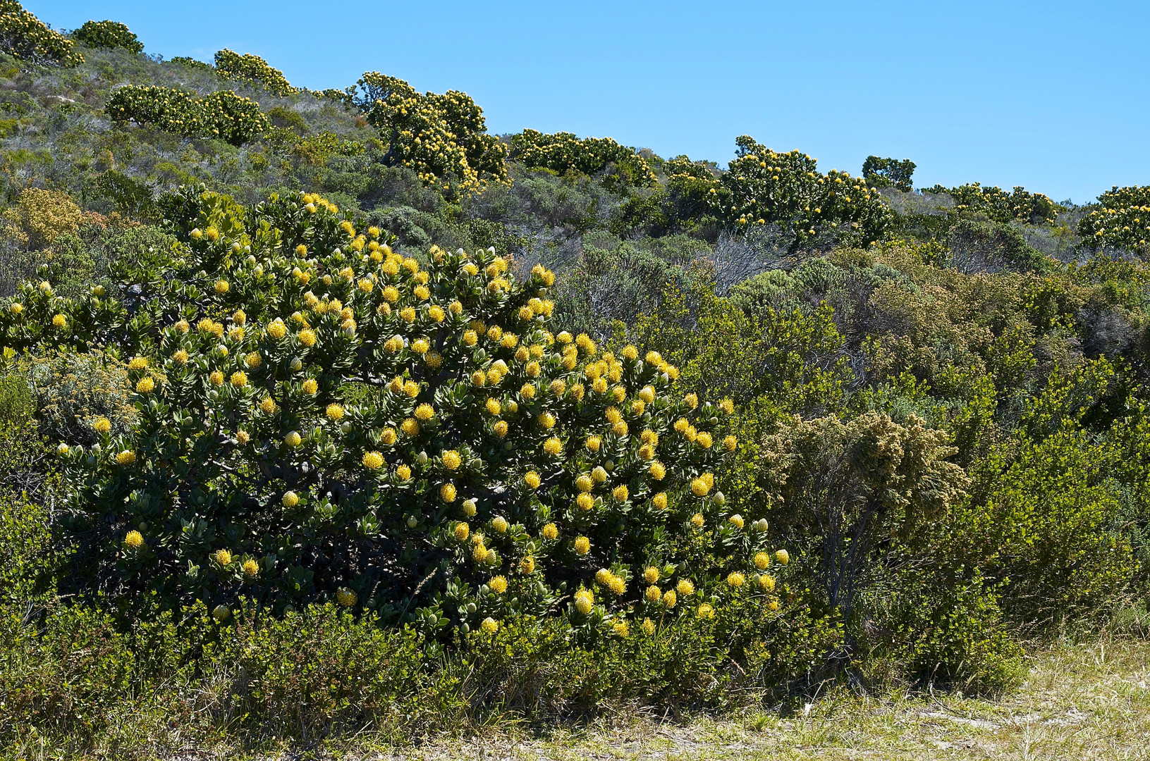 So wachsen diese beeindruckenden Protea Blüten