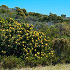 So wachsen diese beeindruckenden Protea Blüten