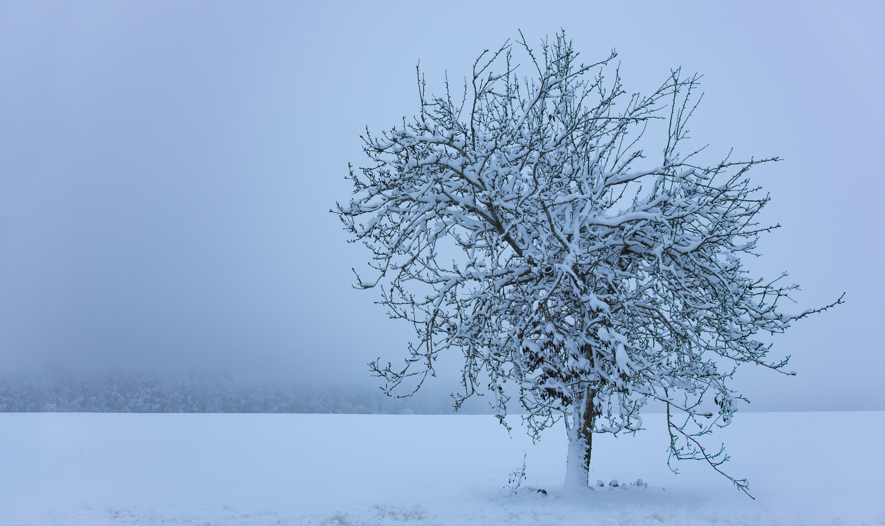 So wächst ein Baum auf der rauhen Alb