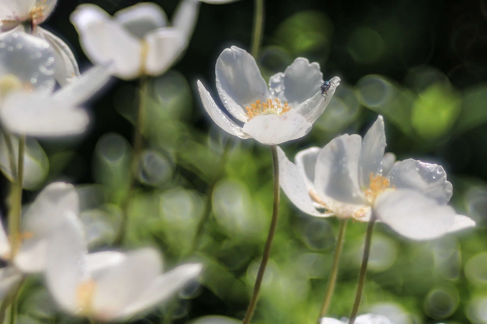 So war der Frühling