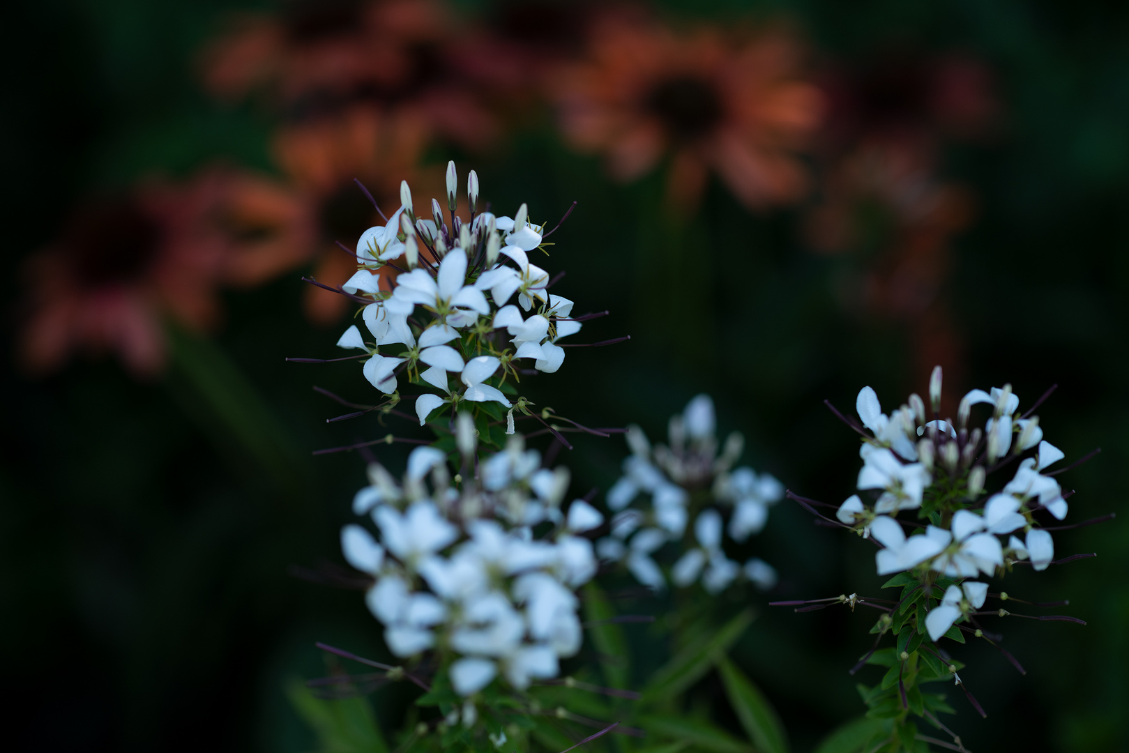 So war mein Frühling #4