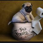 So was nennt man Stubenrein....(Mops)