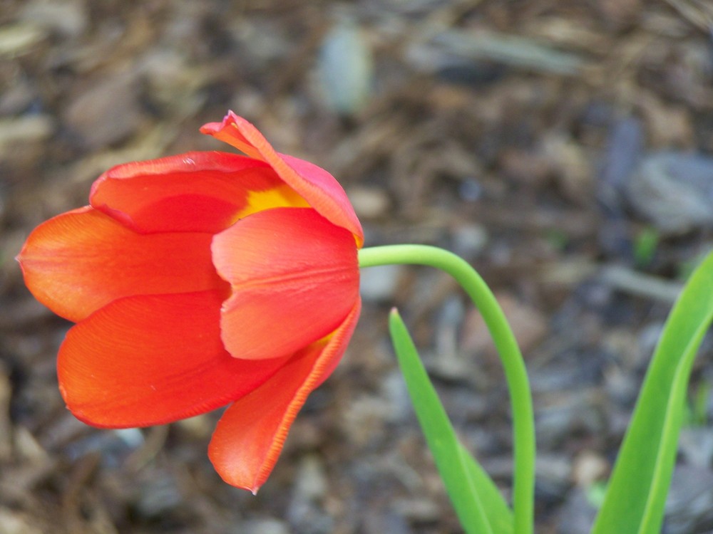 So weich wie der Frühling selbst