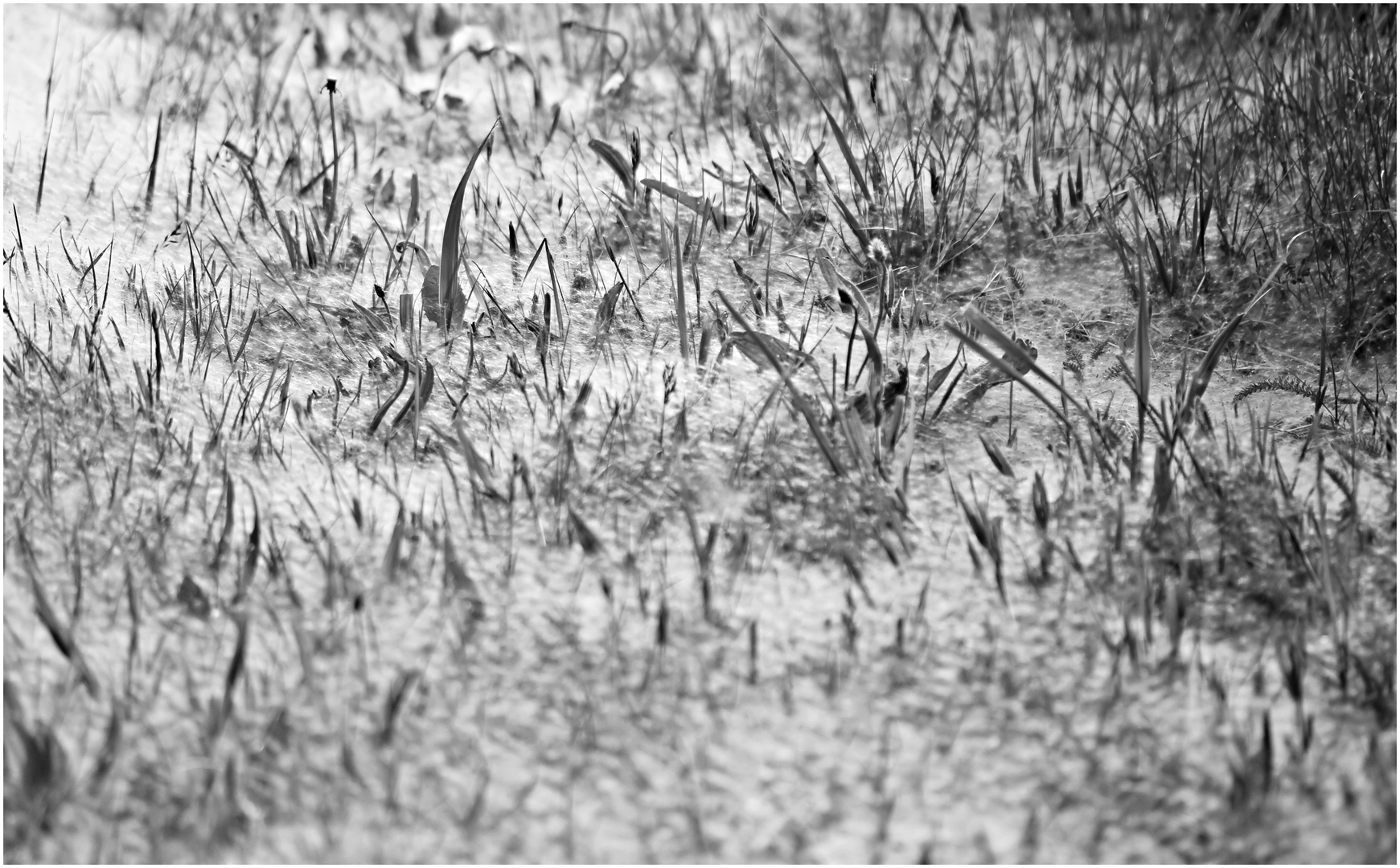 so weiß wie Schnee Foto & Bild jahreszeiten, frühling, monochrom