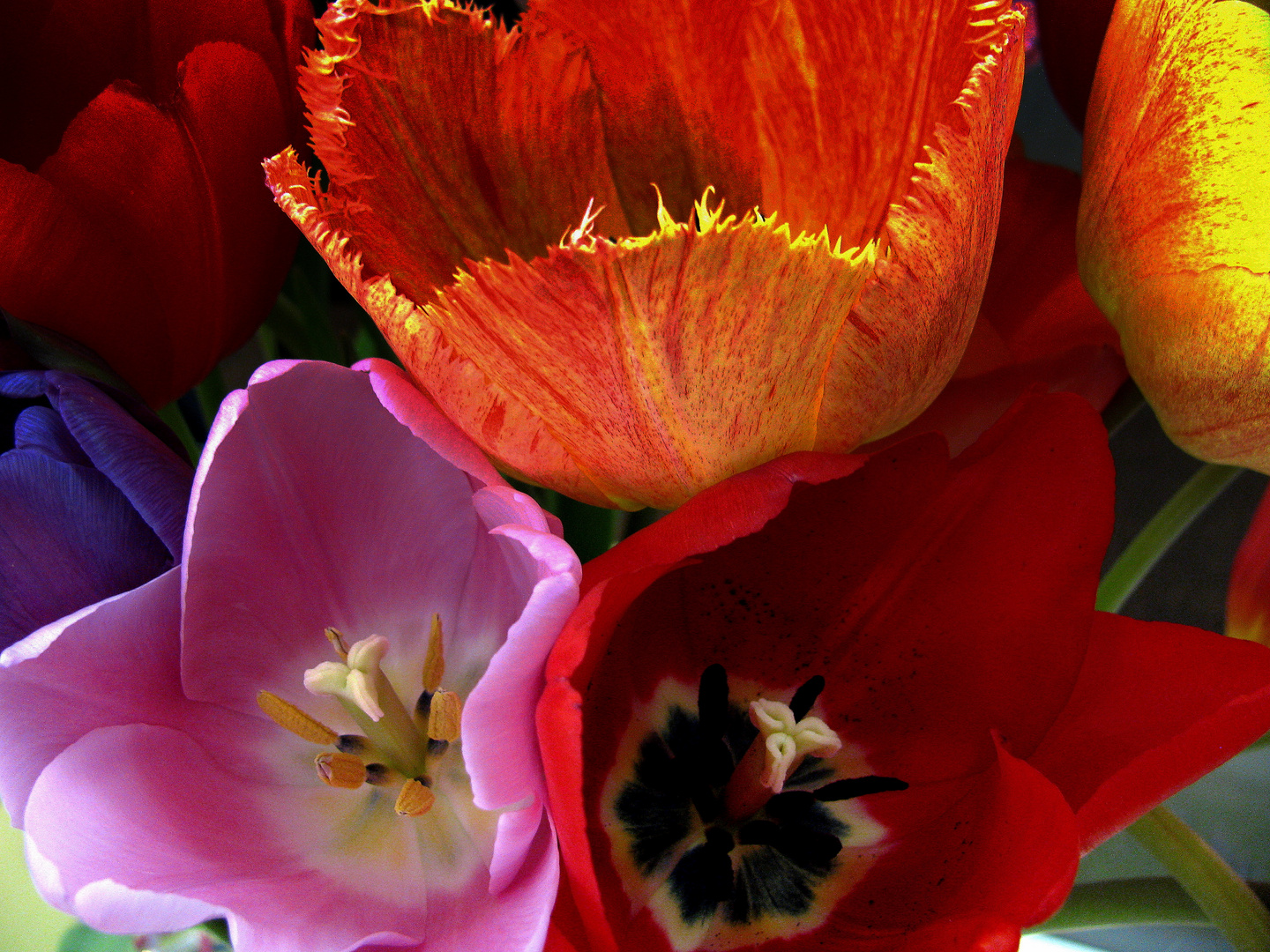so weit das Auge reicht Tulpen