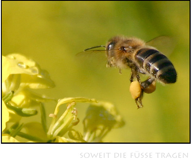 so weit die füsse tragen