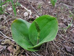 So weit sind die Orchideen dort