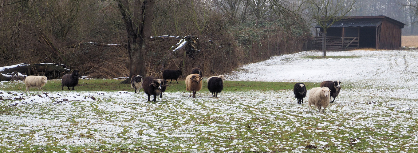 So wenig Schnee.....dafür viel Wolle....