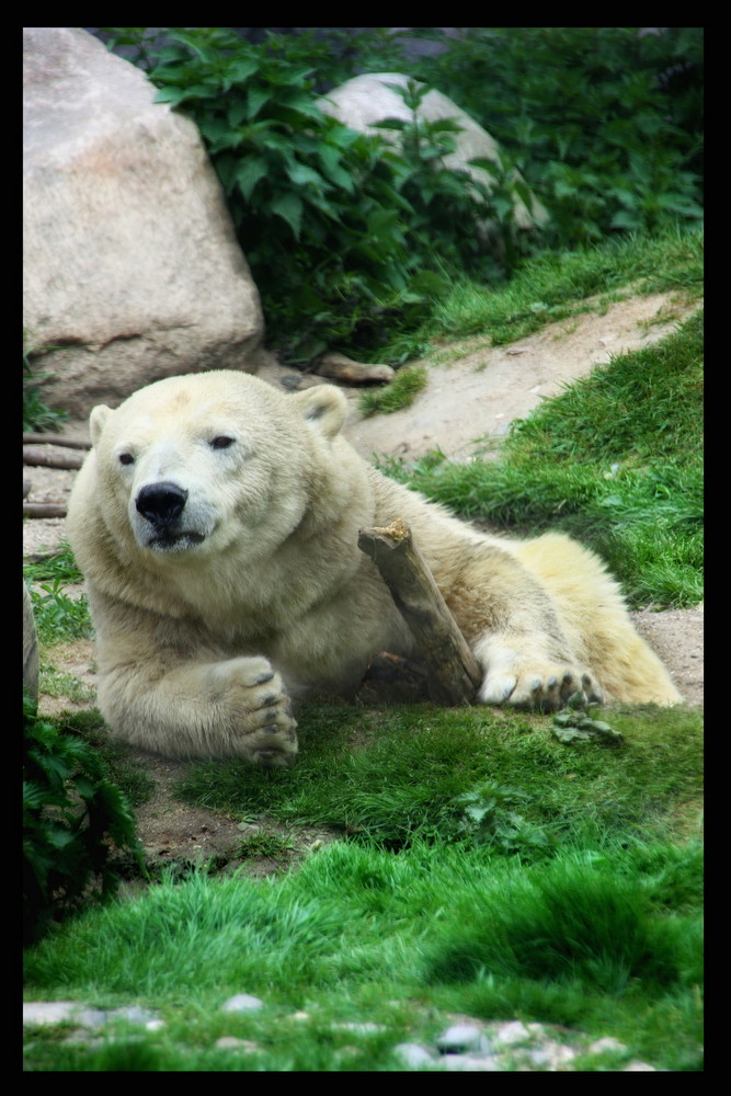 So! wer möchte als nächstes gegen mich armdrücken? ( Eisbär )