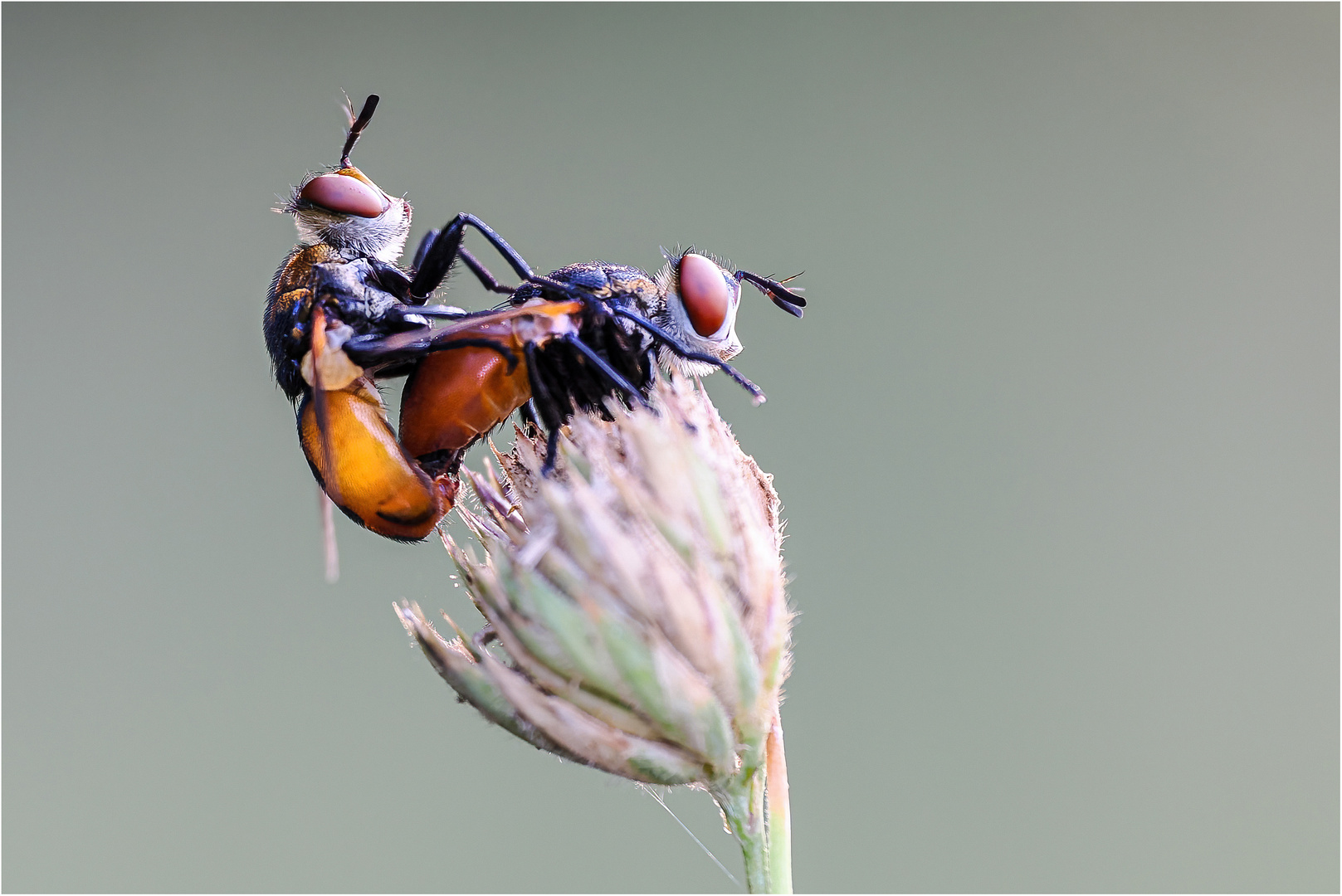 So werden kleine Fliegen gemacht..