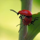  So werden kleine Lilienhähnchen gemacht …