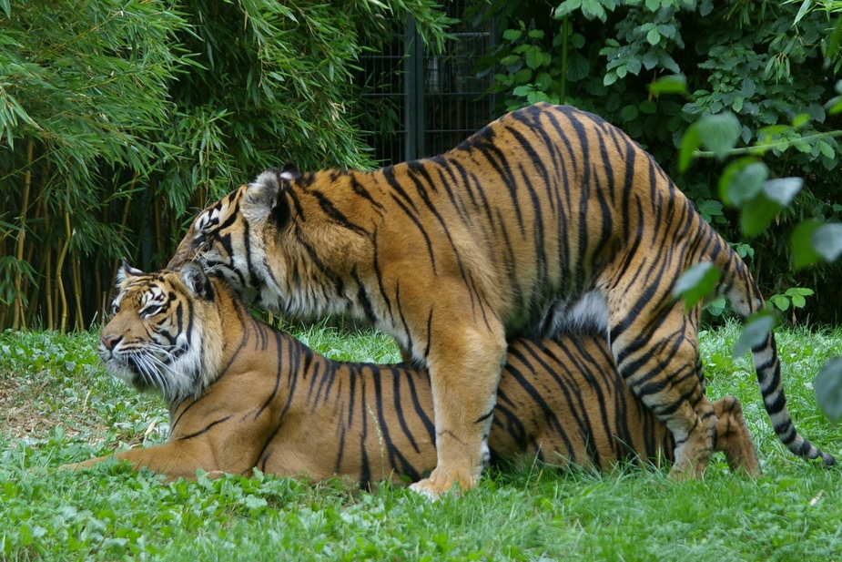 So werden kleine Tiger gemacht