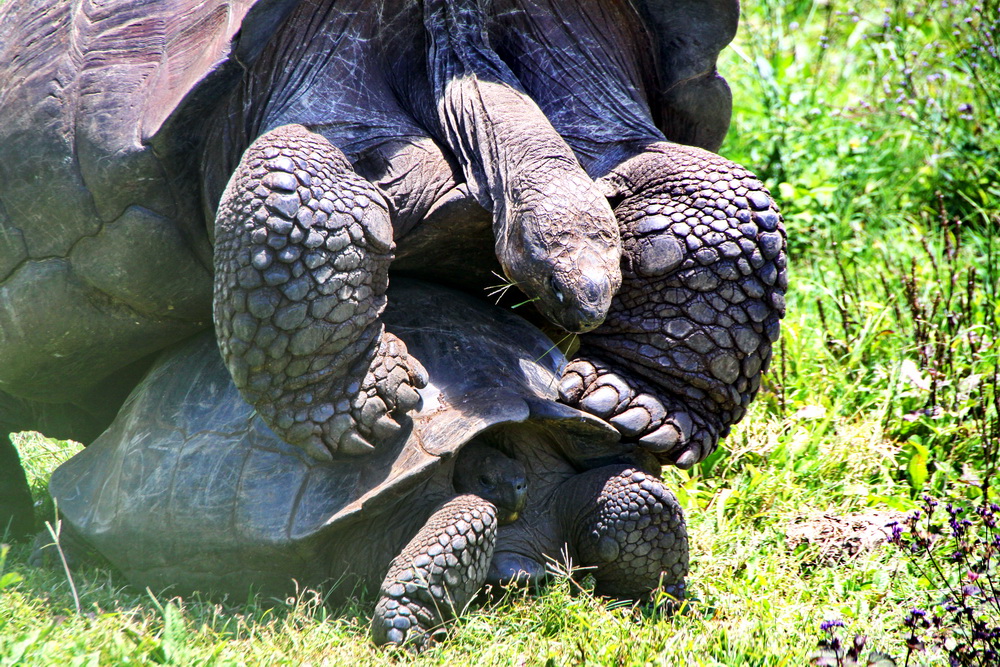 So werden Schildkröten gemacht