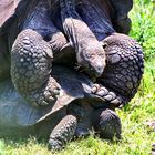 So werden Schildkröten gemacht