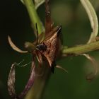 So wie diese Heidelbeerwanze (Elasmucha ferrugata) ...