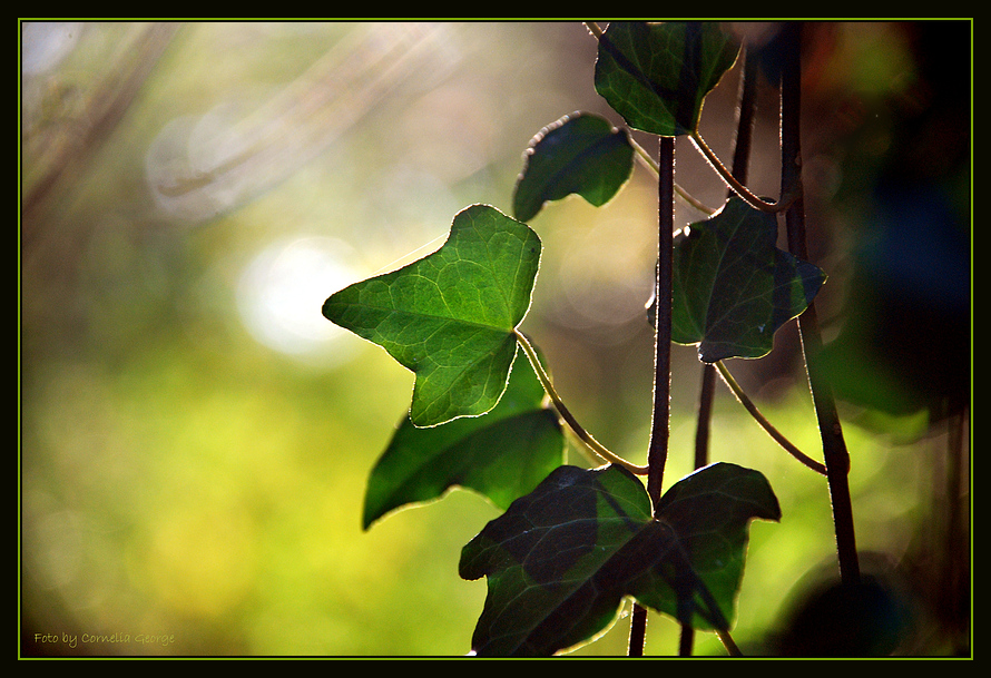 So wie dieses Blatt......