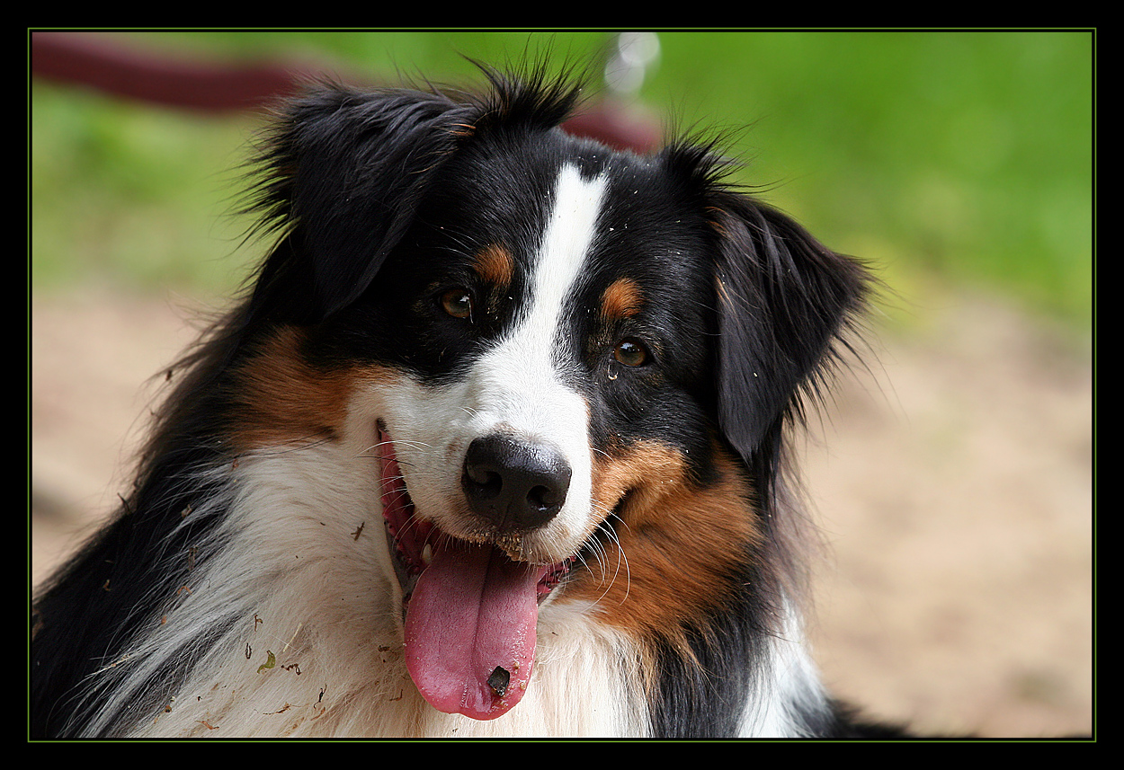 ** So wie Hunde eben immer gucken**