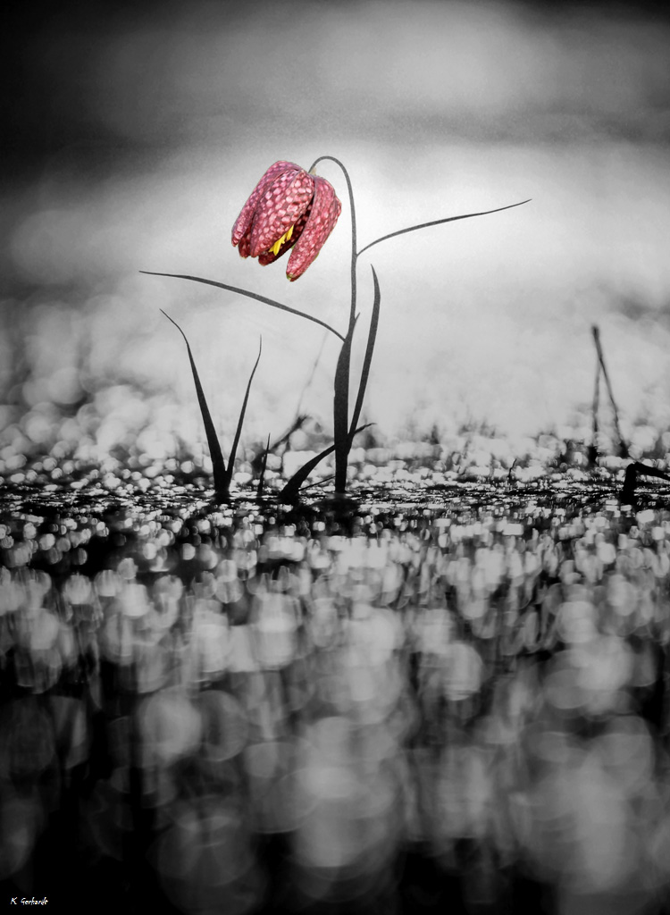 So wie keine Blume ohne Farbe gedacht werden kann, so ist kein Mensch ohne Poesie (Sophie Bernhardi)