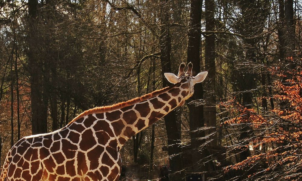 So wie man in den Wald hineinruft, so schallt es heraus