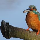 So wird der Fisch vom Eisvogel weiter gereicht - warum? (+ Filmchen wo er frißt)