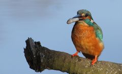 So wird der Fisch vom Eisvogel weiter gereicht - warum? (+ Filmchen wo er frißt)