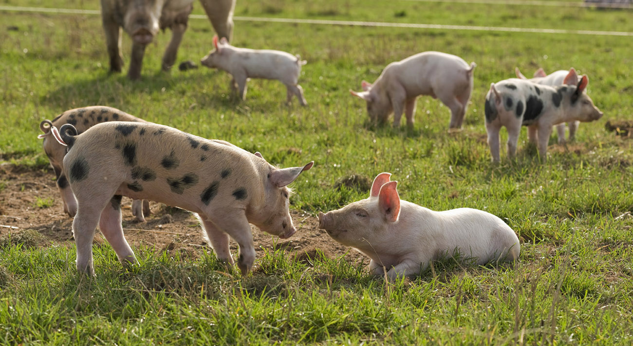 so wollen wir unsere Ferkel und Schweine sehen