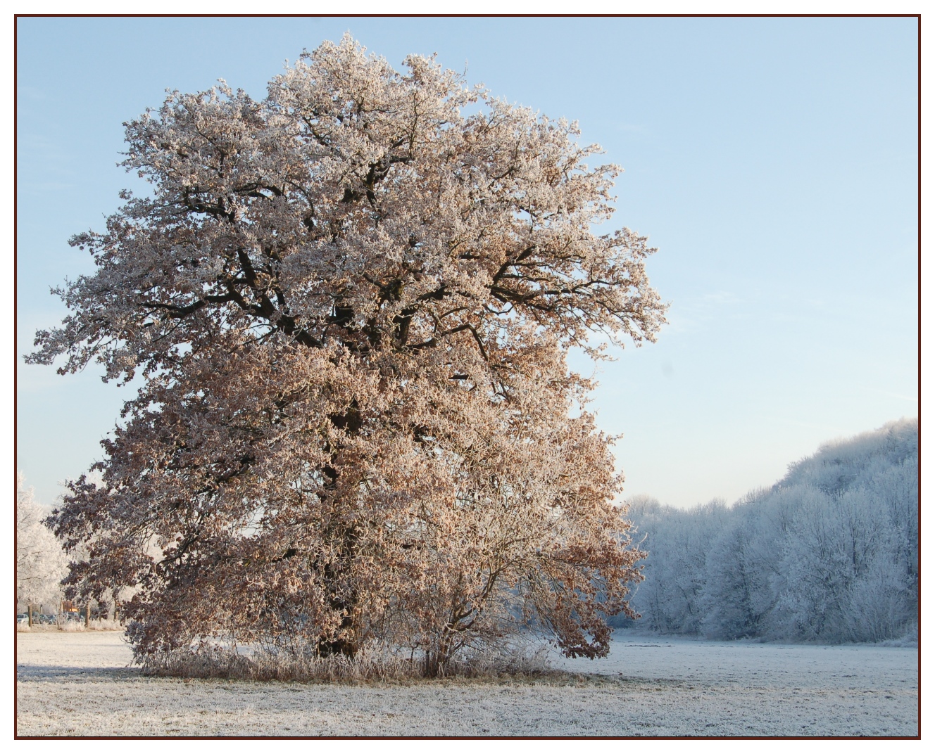 So wünsch ich mir den Winter - solitär