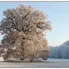 So wünsch ich mir den Winter - solitär