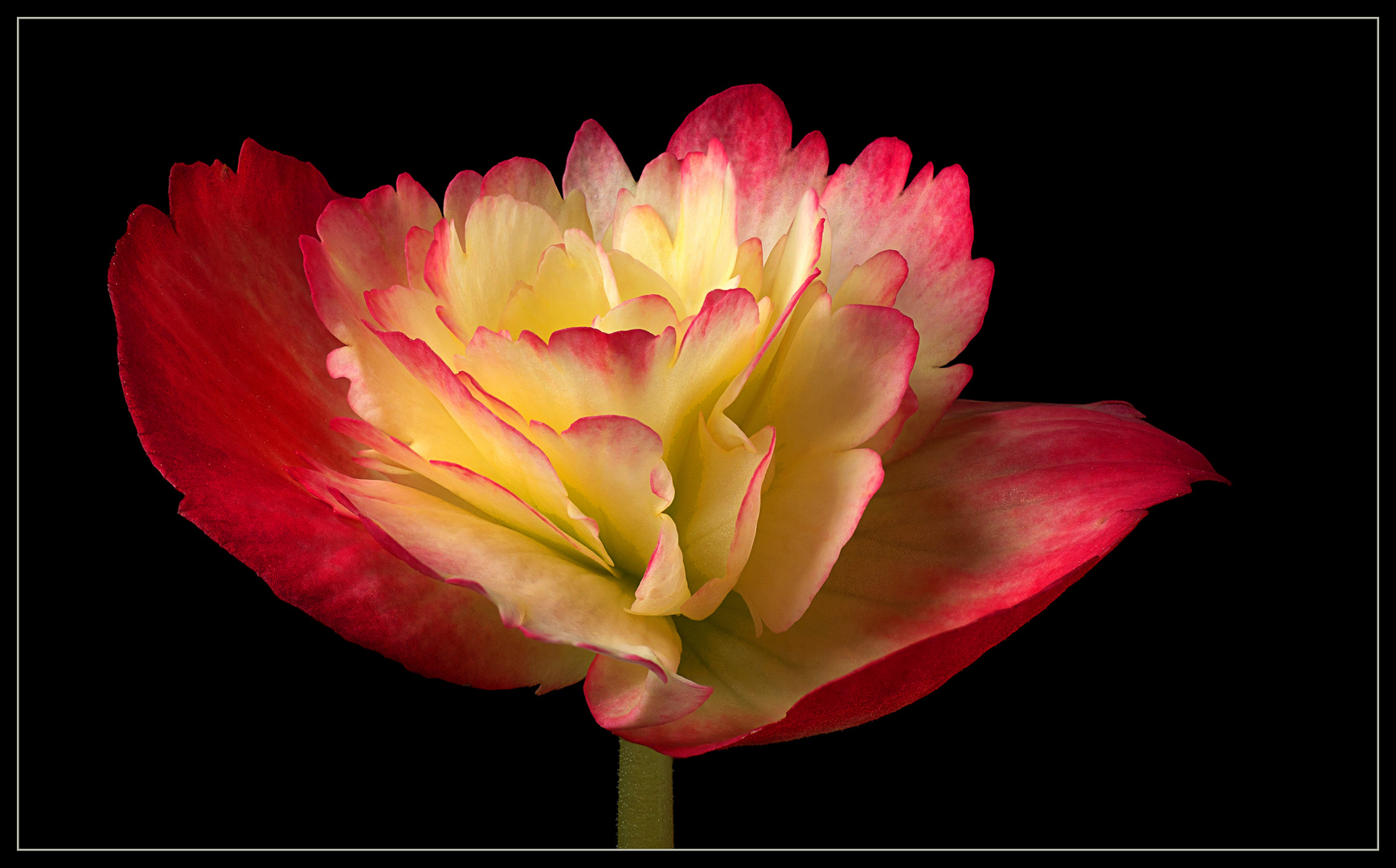 So wunderschön kann die Blüte einer Begonie sein