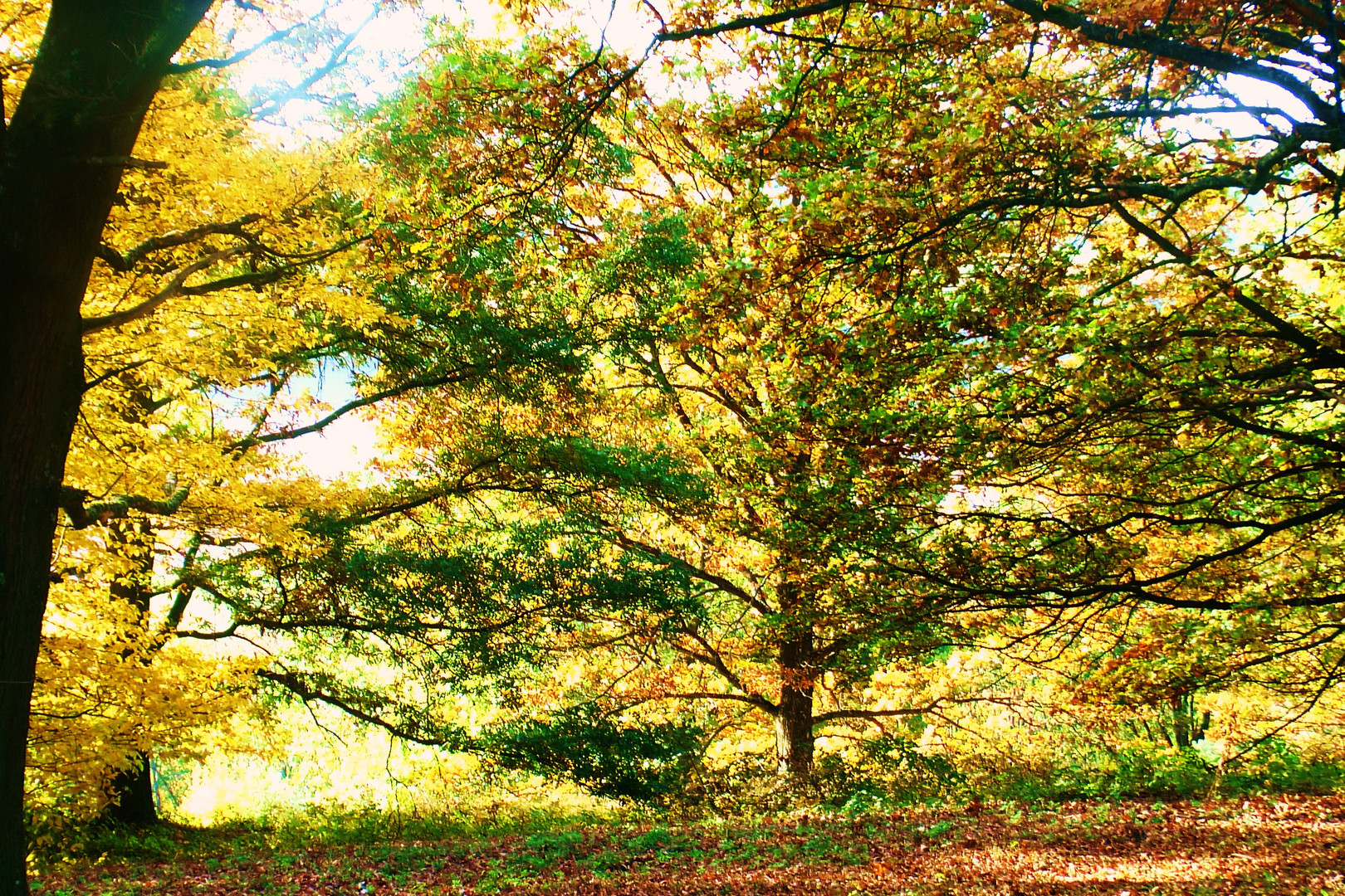 so zart kann der Herbst sein