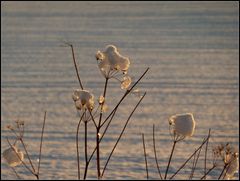 So zart kann der Winter sein