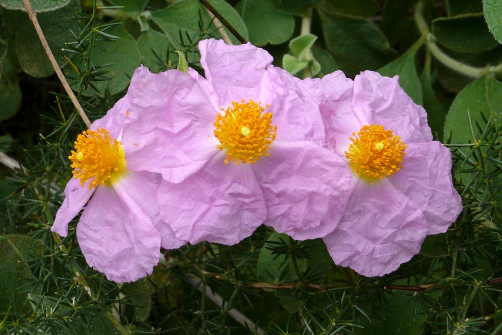 So zart und zerbrechlich Foto & Bild pflanzen, pilze & flechten