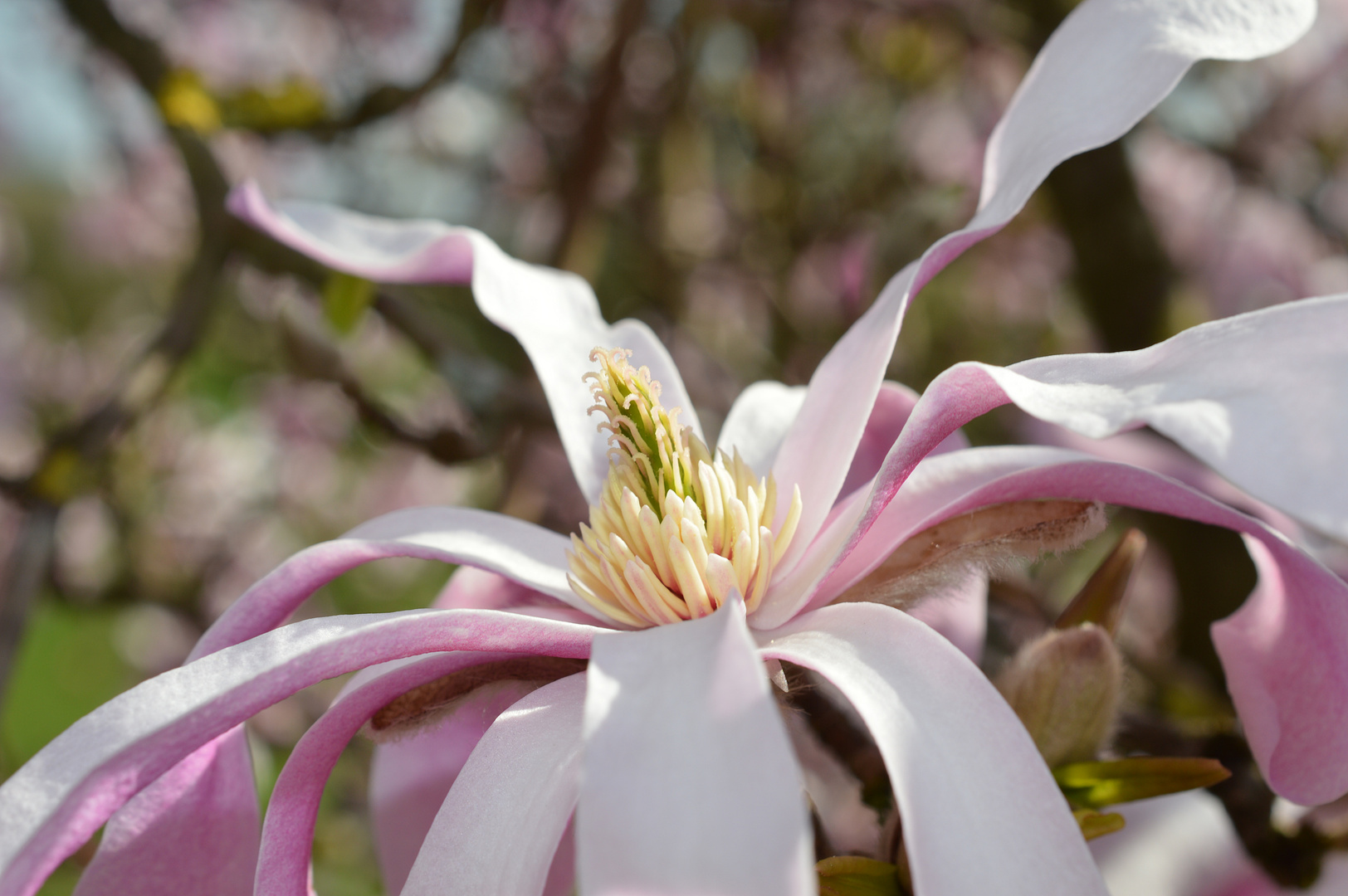 So zauberhaft und schön ist diese anzusehn "Magnolientraum"