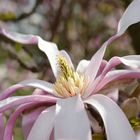 So zauberhaft und schön ist diese anzusehn "Magnolientraum"