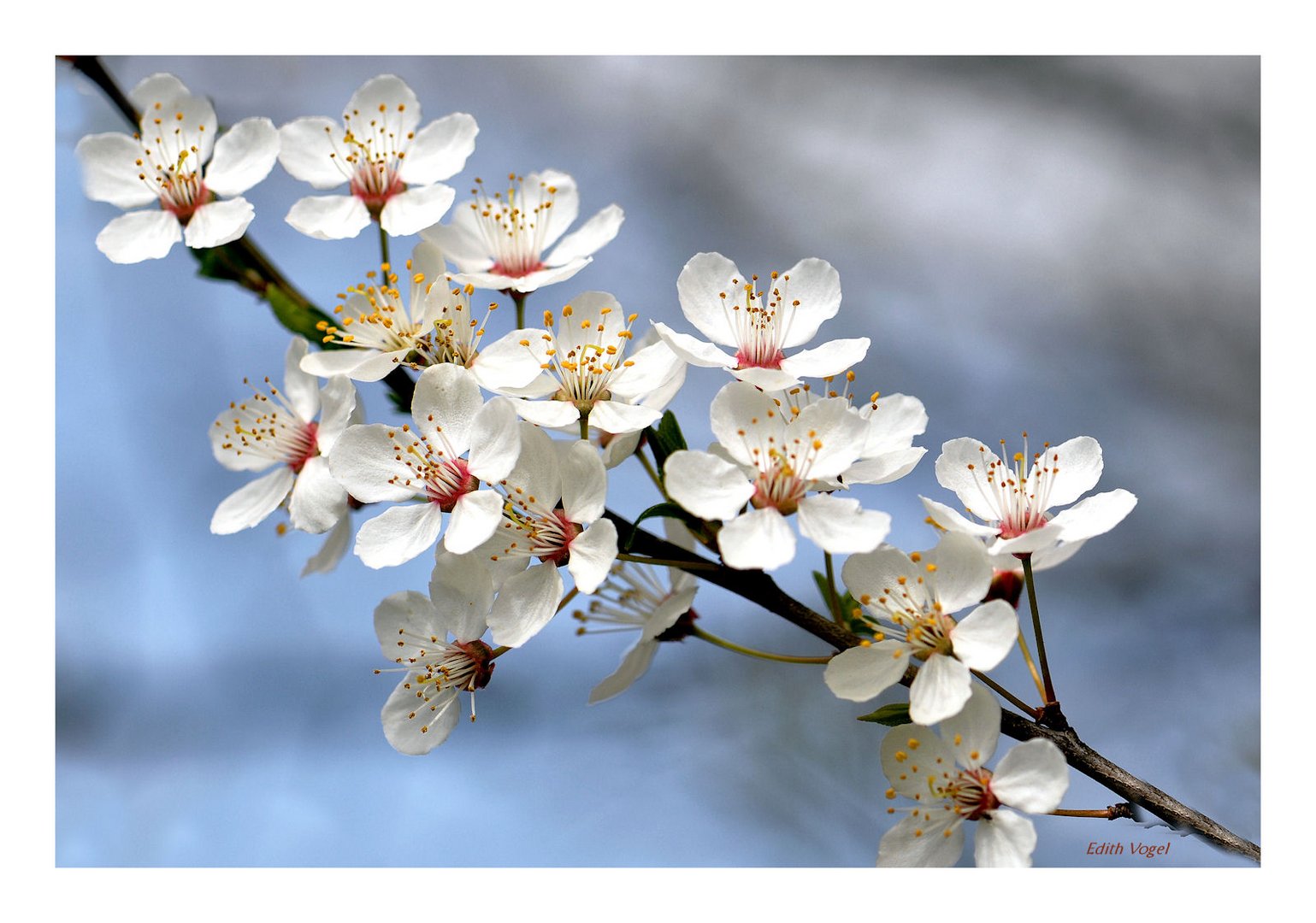 so zeigt sich der Frühling....