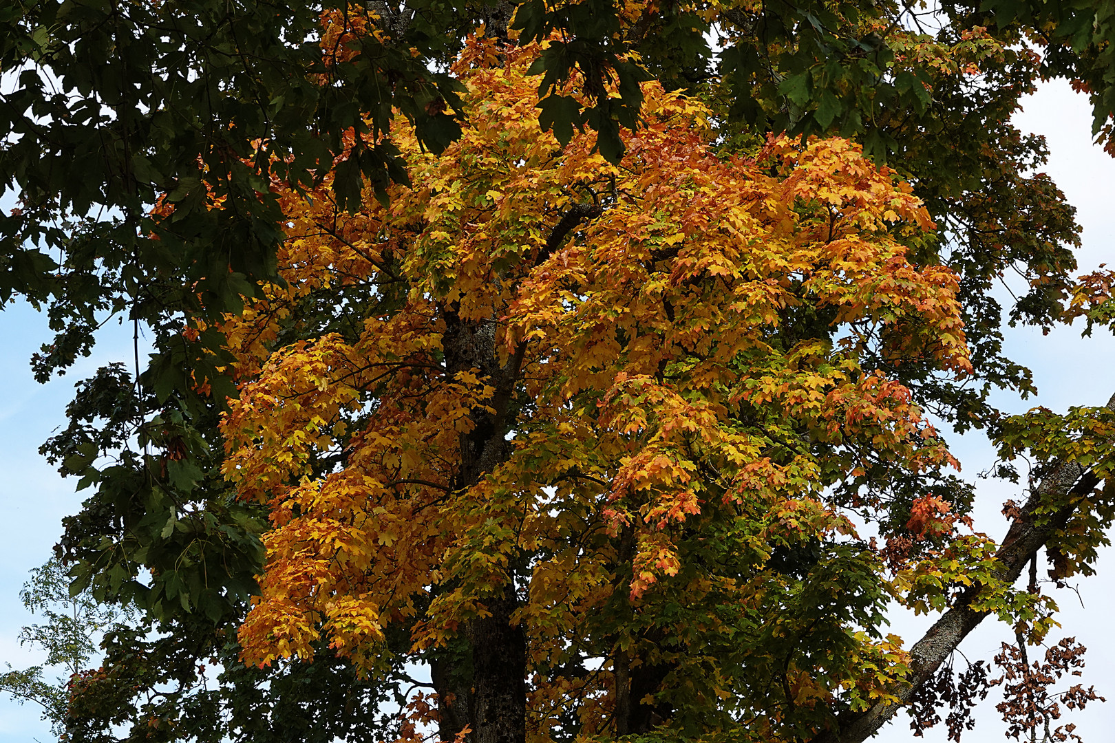 so zeigt sich der Herbst in schönen Farben