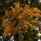 so zeigt sich der Herbst in schönen Farben