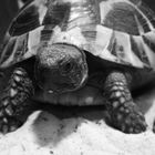 so, zoes schildkröte nochmal in schwarz weiß. c: