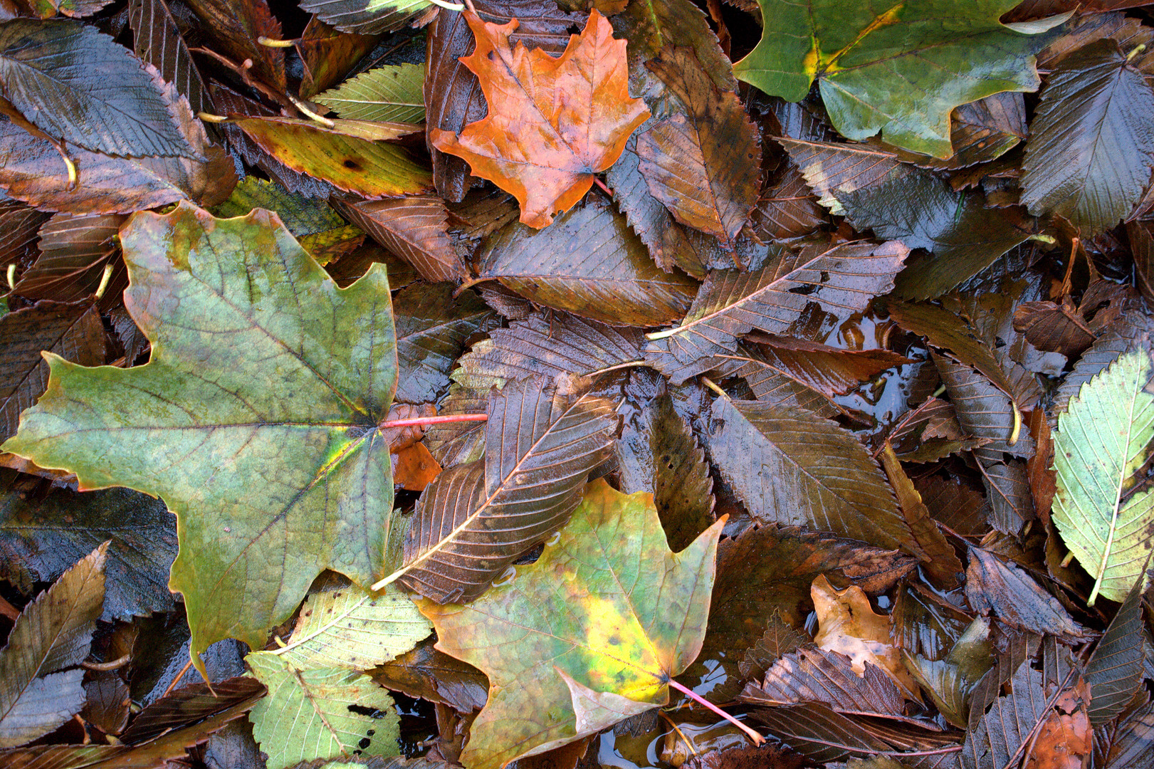 Soaked Leaves