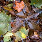 Soaked Leaves