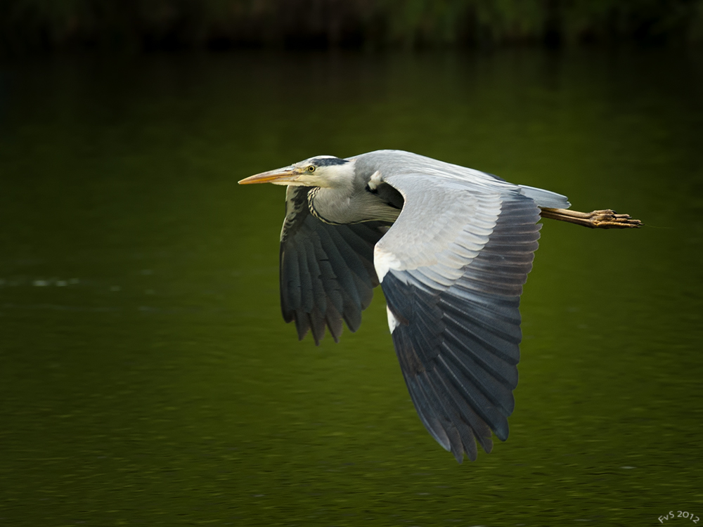 SOARING HERON