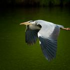 SOARING HERON