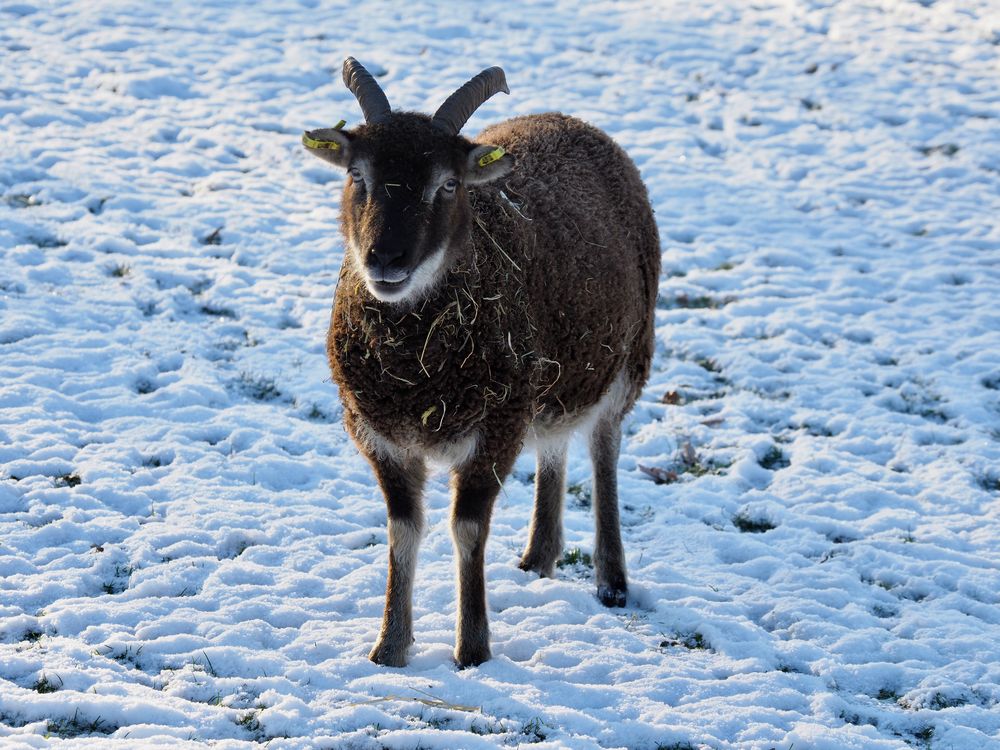 Soay - Schaf mit dem Namen "WOLLI"