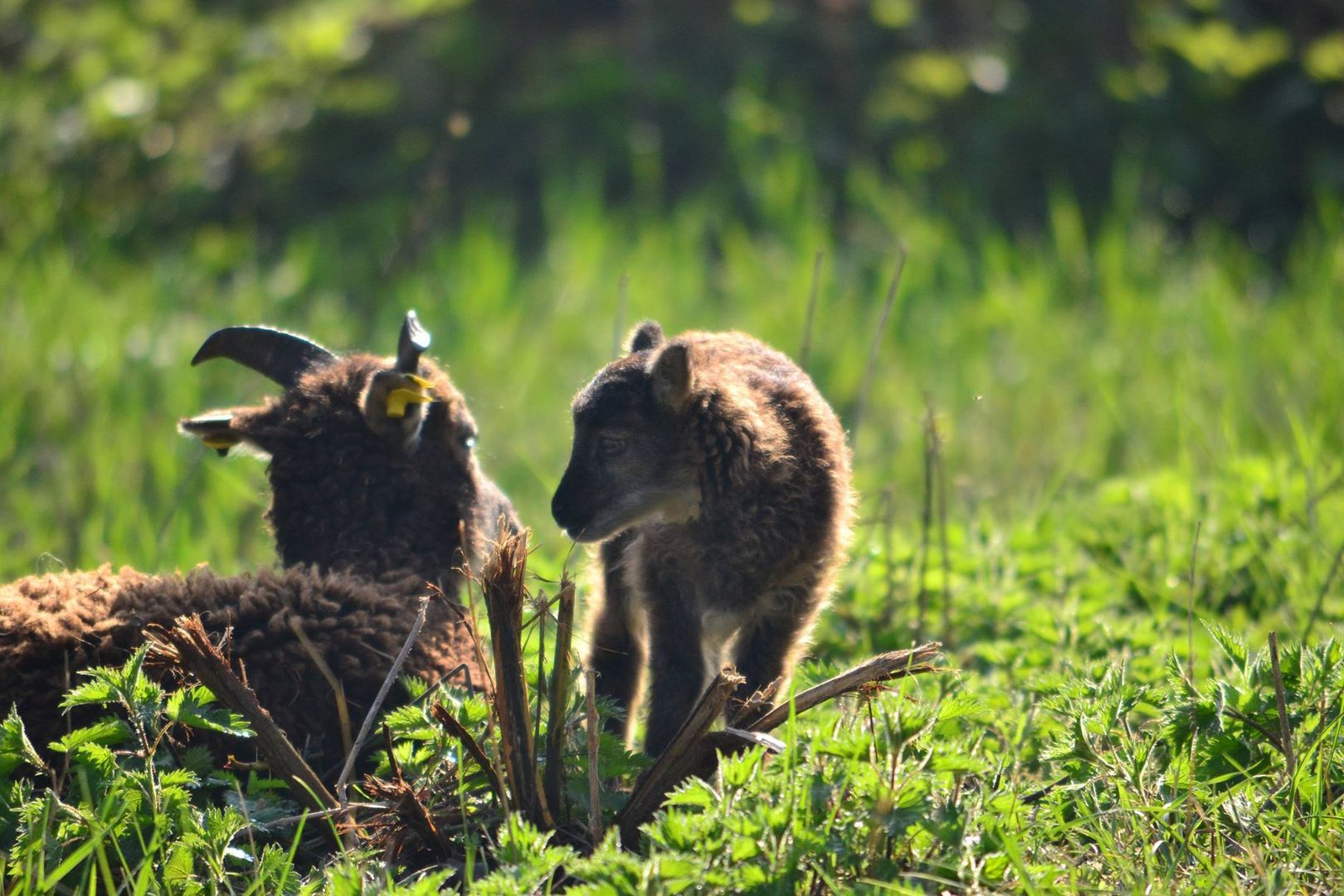 Soay Schaf mit Lamm