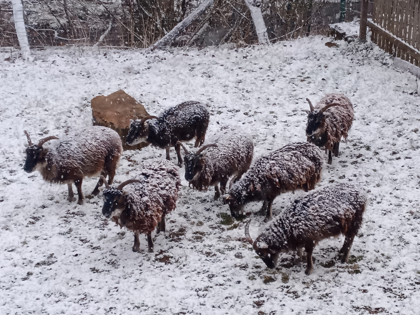 Soay Schafe im Winter